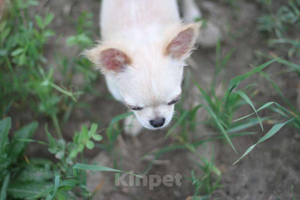 Собаки в Красном Севшем: Малыш Чихуахуа Мальчик, 35 000 руб. - фото 3