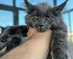 Кошки в Печоре: Кошечка Девочка, 25 000 руб. - фото 1