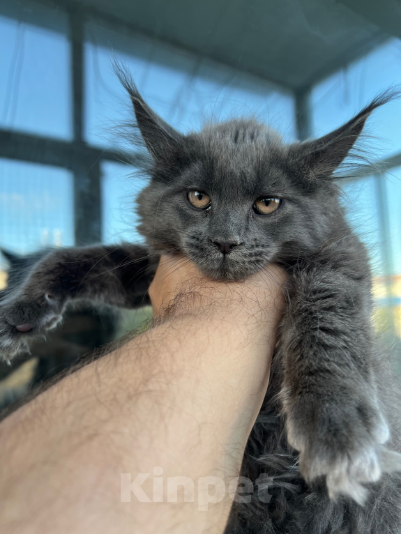 Кошки в Печоре: Кошечка Девочка, 25 000 руб. - фото 1