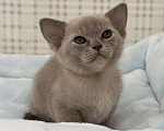 Кошки в Калининграде: Котенок. Европейская бурма. Питомник Девочка, 85 000 руб. - фото 1