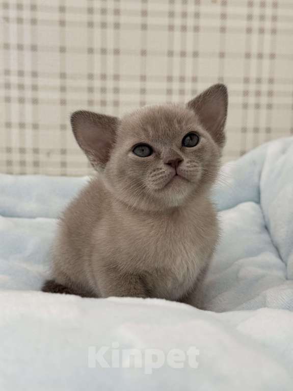Кошки в Калининграде: Котенок. Европейская бурма. Питомник Девочка, 85 000 руб. - фото 1
