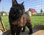 Кошки в Дмитрове: Молодой котик Черныш. Мальчик, Бесплатно - фото 1