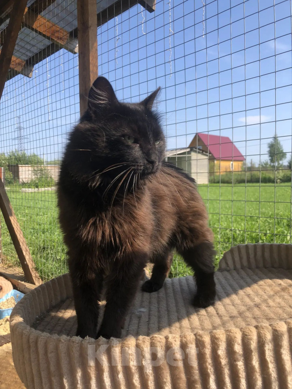 Кошки в Дмитрове: Молодой котик Черныш. Мальчик, Бесплатно - фото 1