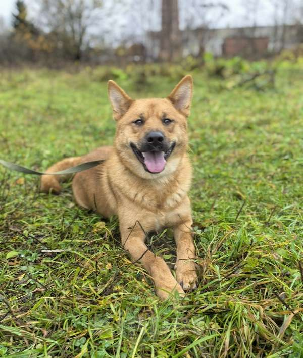 Собаки в Москве: Брутальный красавец Рич ищет хозяев! Мальчик, Бесплатно - фото 7