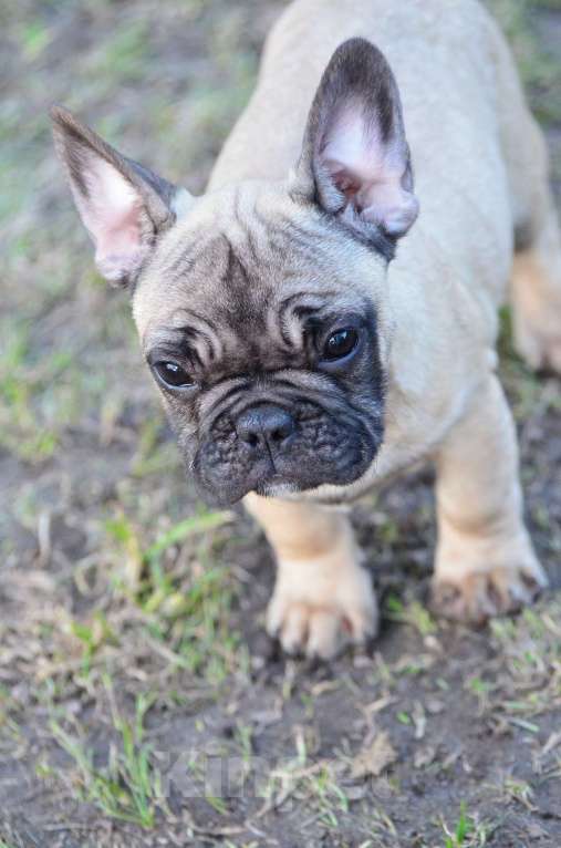 Собаки в Старом Купавне: Дружочек Мальчик, 40 000 руб. - фото 4