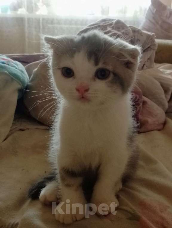 Кошки в Ростове-на-Дону: Шотландские девочки 2 котенка Девочка, 1 000 руб. - фото 3