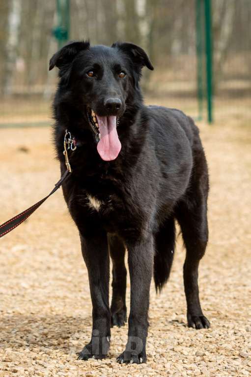 Собаки в Москве: Вальтер Мальчик, Бесплатно - фото 14