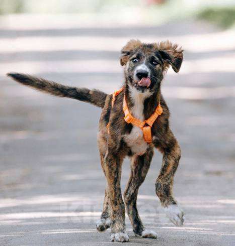 Собаки в Москве: Выбери меня! Мальчик, Бесплатно - фото 2