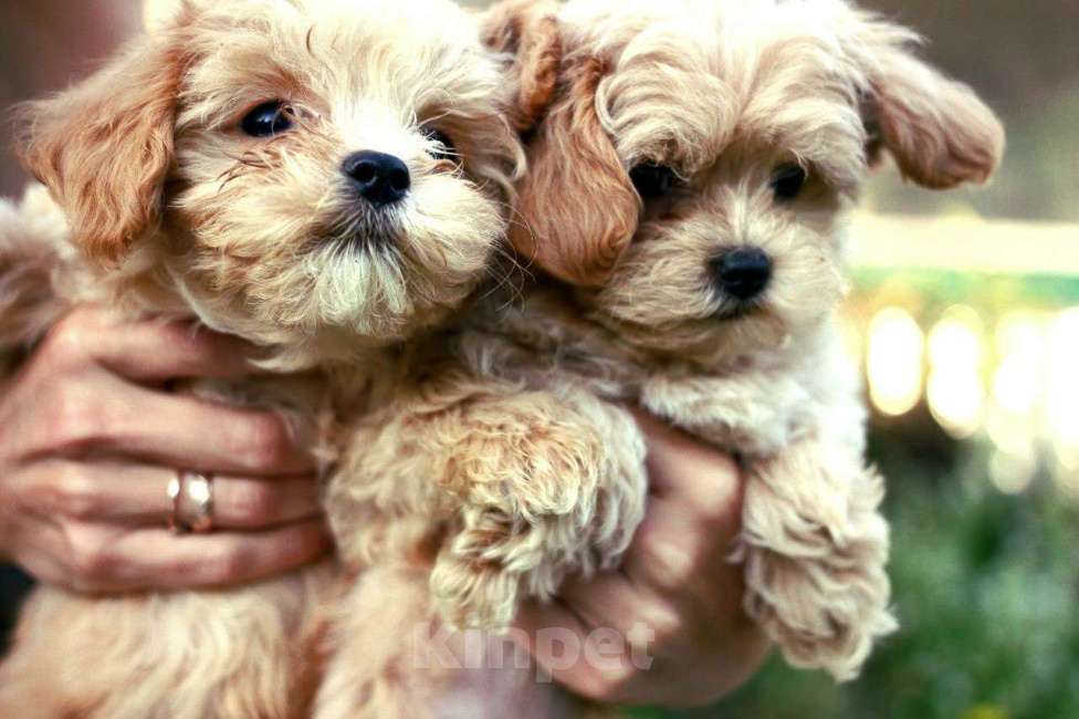 Собаки в Горном-Алтайске: Породный щенок с метрикой СКОР Мальчик, Бесплатно - фото 6