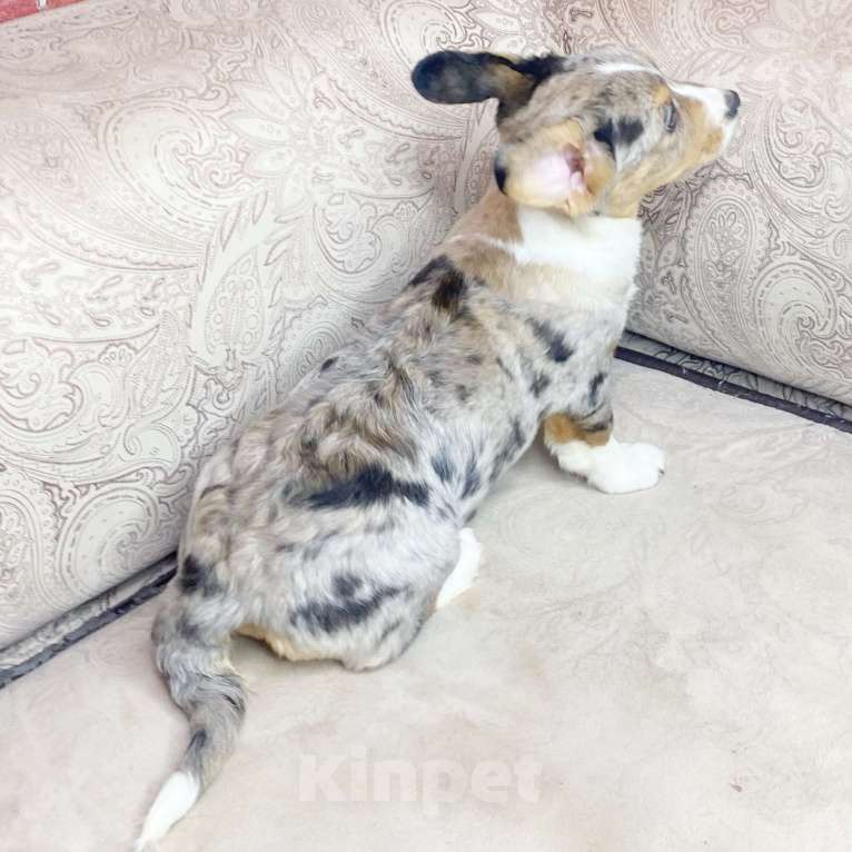 Собаки в Москве: Щенки вельш-корги кардиган Мальчик, Бесплатно - фото 8