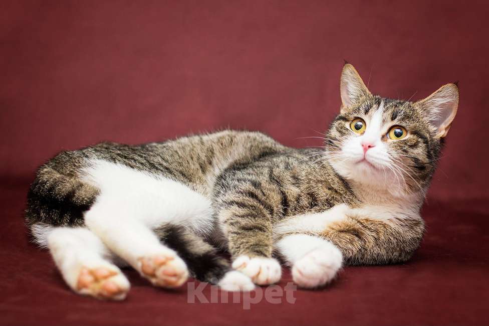 Кошки в Москве: Жанетта ищет дом Девочка, Бесплатно - фото 3