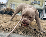 Собаки в Уссурийске: Щенок Американский булли покет Девочка, 150 000 руб. - фото 2