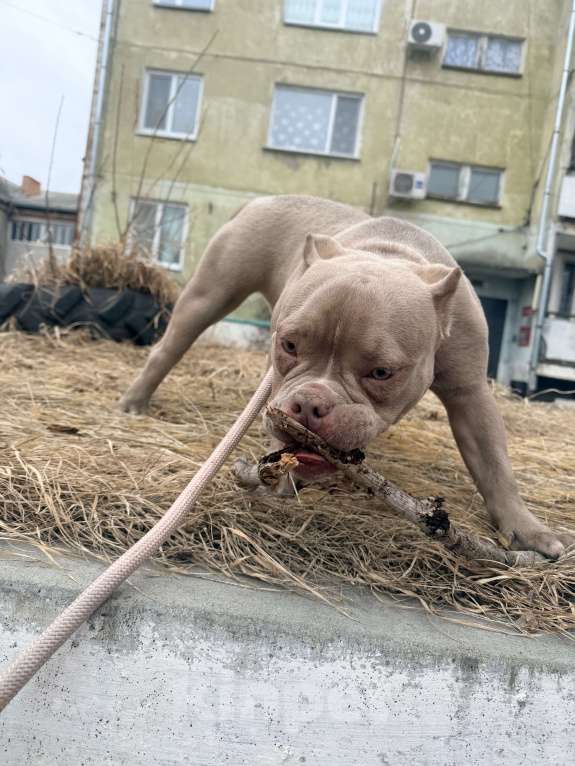 Собаки в Уссурийске: Щенок Американский булли покет Девочка, 150 000 руб. - фото 2