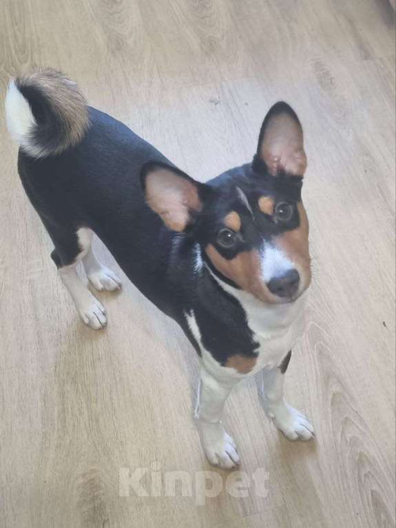 Собаки в Санкт-Петербурге: Щенок Басенджи Мальчик, Бесплатно - фото 4