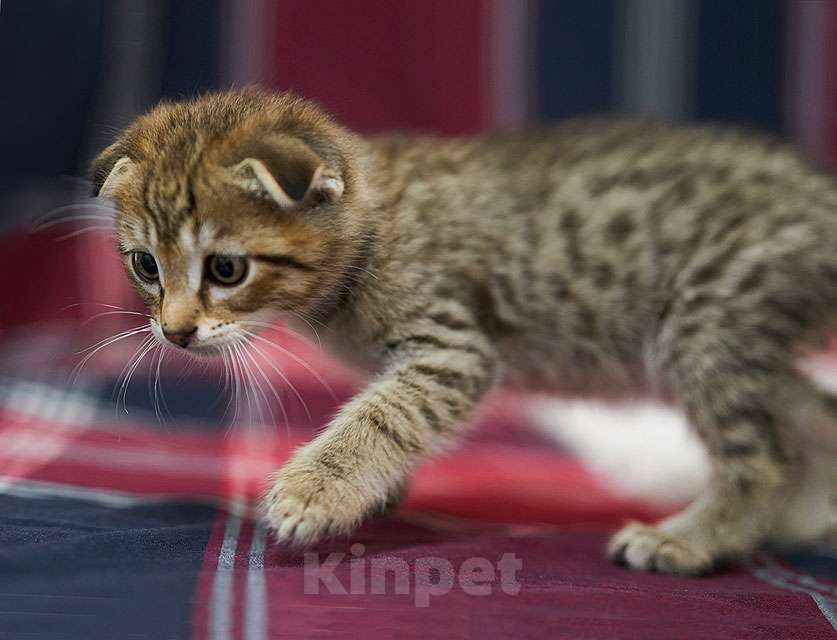 Кошки в Москве: Их должно было смыть ливнем, но мама-кошка решила иначе Разнополые, Бесплатно - фото 4
