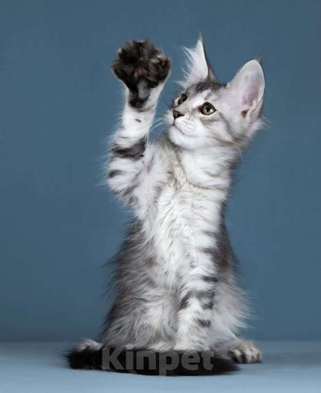 Кошки в Москве: котята мейн кун Девочка, 60 000 руб. - фото 5