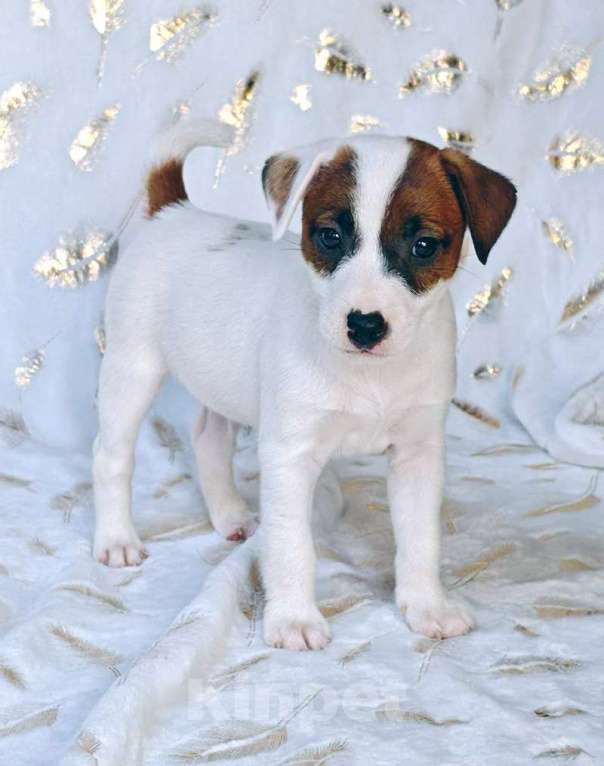 Собаки в других городах Московской области: Мальчик Парсон Рассел терьера Мальчик, 45 000 руб. - фото 3