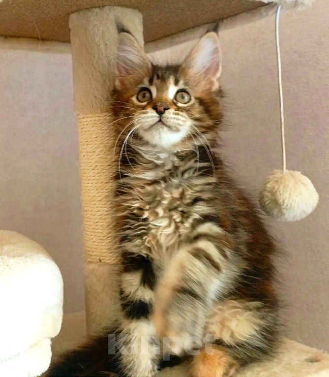 Кошки в Энгельс: Котята Мейн Кун(резерв) Девочка, 25 000 руб. - фото 8