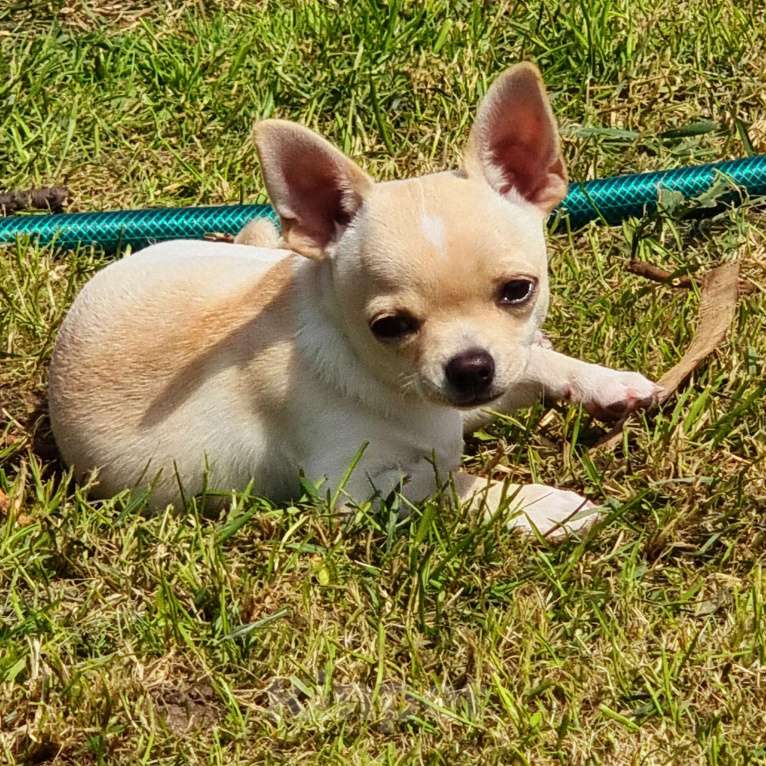 Собаки в Калининграде: Щенок чихуахуа РКФ Мальчик, Бесплатно - фото 4