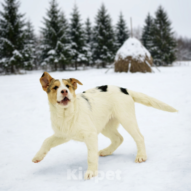 Собаки в Москве: щенок Ева ищет семью Девочка, Бесплатно - фото 3