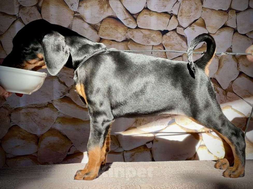 Собаки в Чехове: Шикарный щенок добермана РКФ Мальчик, 90 000 руб. - фото 6