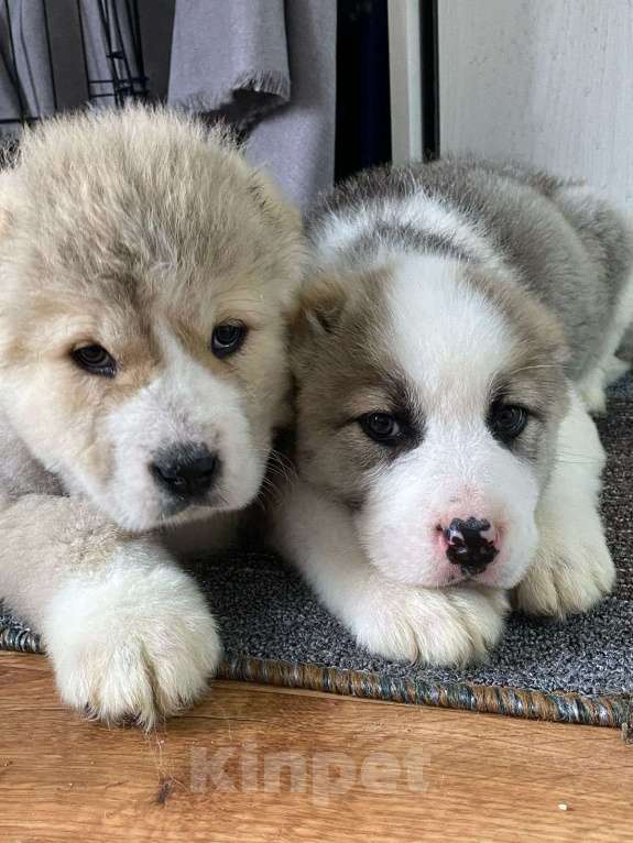 Собаки в Воронеже: щенки САО Девочка, 60 000 руб. - фото 8