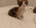 Кошки в Ростове-на-Дону: Котята Мальчик, Бесплатно - фото 5