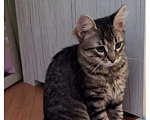 Кошки в Мытищах: Потерялся кот Мальчик, 1 руб. - фото 1