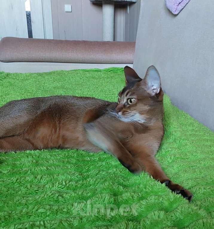 Кошки в Москве: Абиссинская отдам Девочка, Бесплатно - фото 7