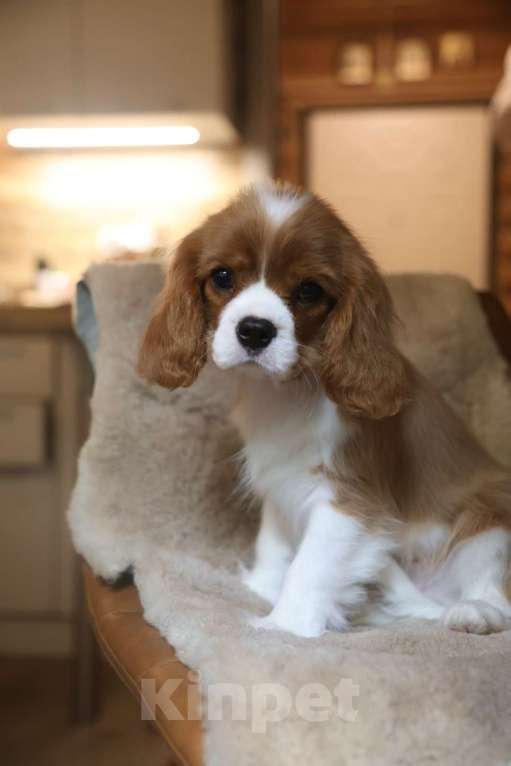 Собаки в Москве: Мальчики Кавалер Кинг чарльз спаниель  Мальчик, 120 000 руб. - фото 3