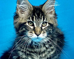Кошки в Дедовске: Кот Мейн-Кун из питомника Мальчик, 60 000 руб. - фото 1