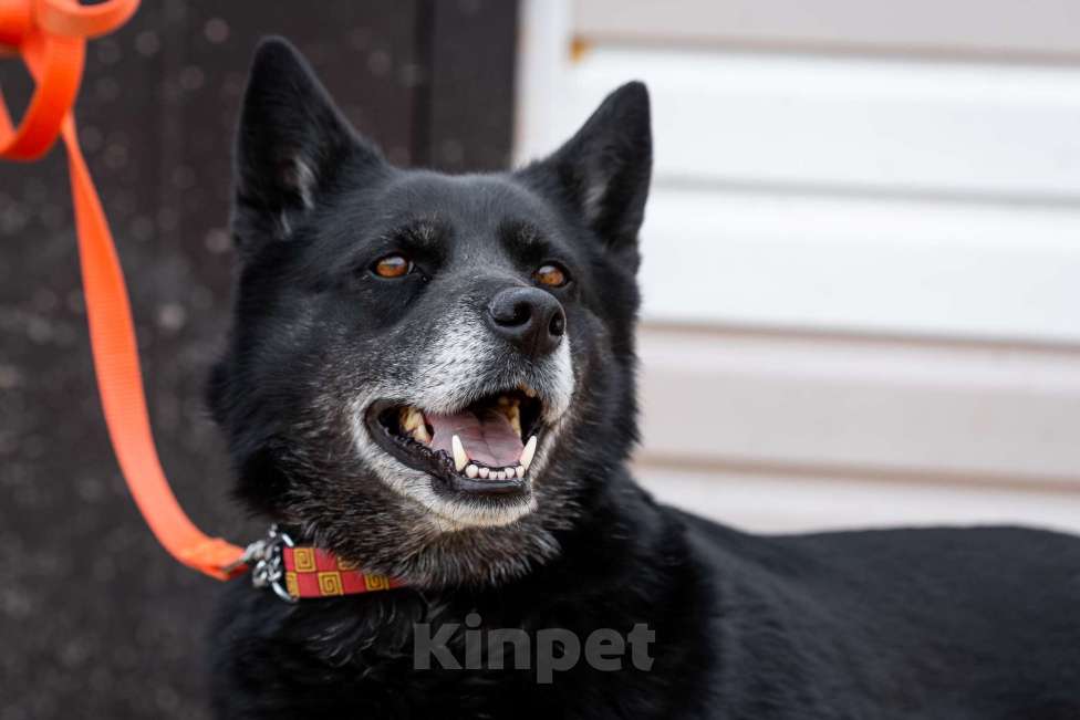 Собаки в Москве: Кама Девочка, Бесплатно - фото 8