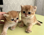 Кошки в Казани: Кошечки Девочка, 35 000 руб. - фото 3