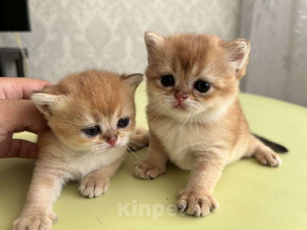 Кошки в Казани: Кошечки Девочка, 35 000 руб. - фото 3