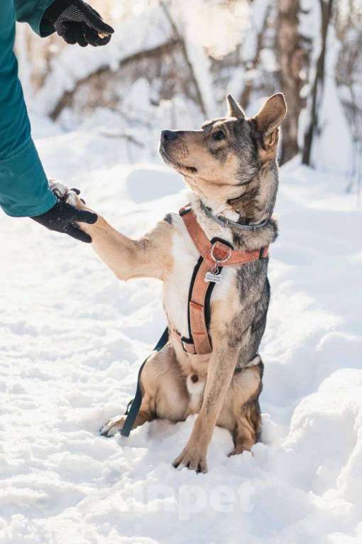 Собаки в Москве: Версаль ищет дом Мальчик, Бесплатно - фото 4