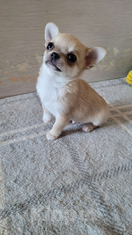 Собаки в Москве: Чихуахуа шикарный, палеый мальчик Мальчик, Бесплатно - фото 4