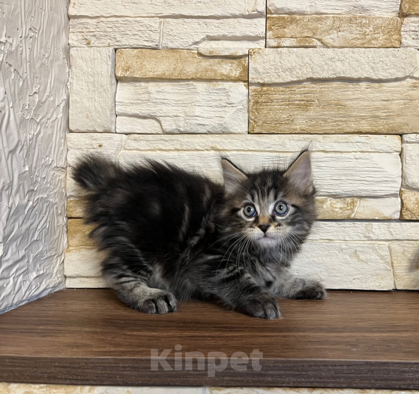 Кошки в Волгограде: Котик курильский бобтейл Мальчик, 40 000 руб. - фото 1