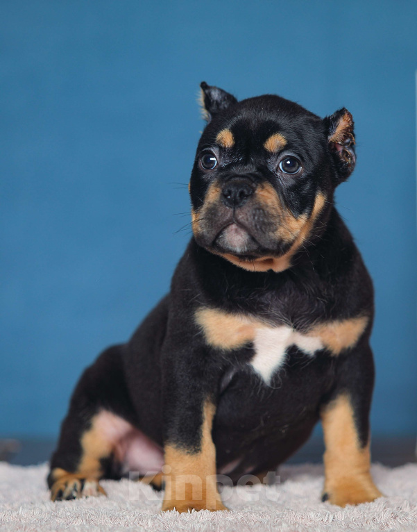 Собаки в Обнинске: Кобели булли черный триколор Мальчик, 150 000 руб. - фото 4