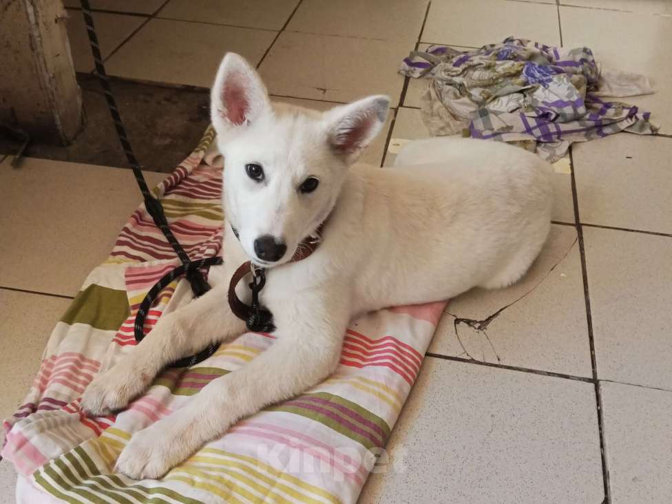 Собаки в Нижнем Новгороде: Щенок в добрые руки Девочка, Бесплатно - фото 1