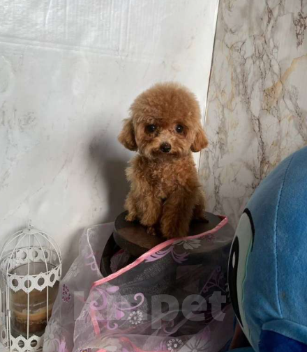 Собаки в Москве: Той-пудель девочка, Китай  Девочка, 175 000 руб. - фото 3