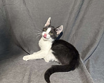 Кошки в Москве: Котёнок в дар , Котёнок в добрые руки , Котёнок даром Мальчик, Бесплатно - фото 3