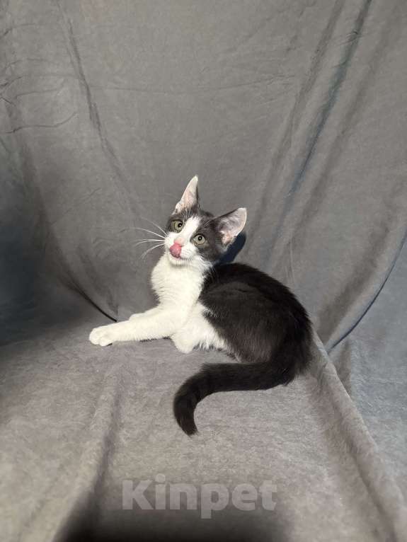 Кошки в Москве: Котёнок в дар , Котёнок в добрые руки , Котёнок даром Мальчик, Бесплатно - фото 3