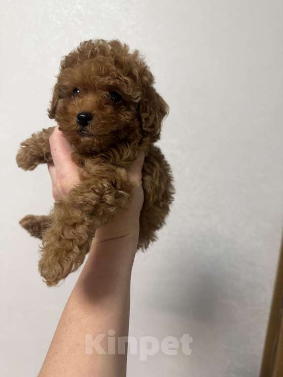 Собаки в Коломне: Той пудель мини Мальчик, 80 000 руб. - фото 3