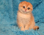 Кошки в Москве: роскошная золотая шиншилла Девочка, Бесплатно - фото 1