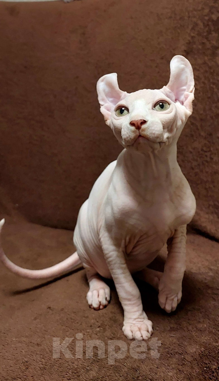 Кошки в Улане-Удэ: белый эльфик Мальчик, 16 000 руб. - фото 6