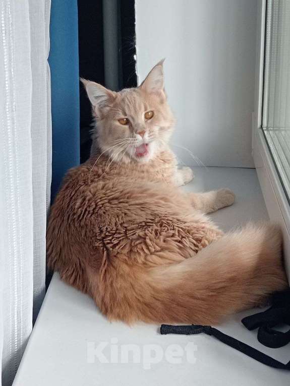 Кошки в Москве: Мейн-Кун "Камелия" Девочка, 45 000 руб. - фото 5