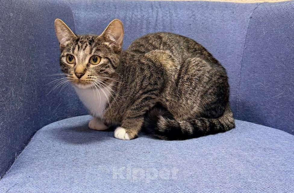 Кошки в Москве: котенок Барс ищет дом Мальчик, Бесплатно - фото 9