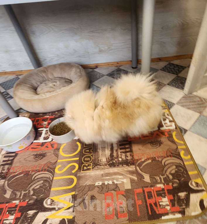 Собаки в Москве: Кремовая девочка померанского шпица Девочка, Бесплатно - фото 2