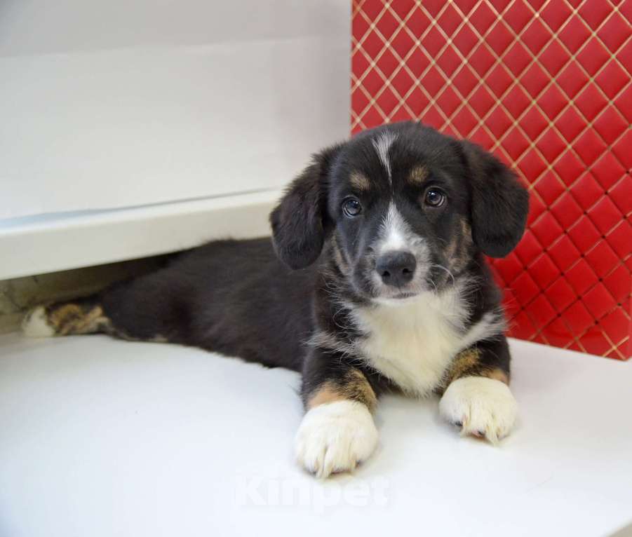 Собаки в Москве: Мэрлин Вельш-корги-кардиган  Девочка, 40 000 руб. - фото 2