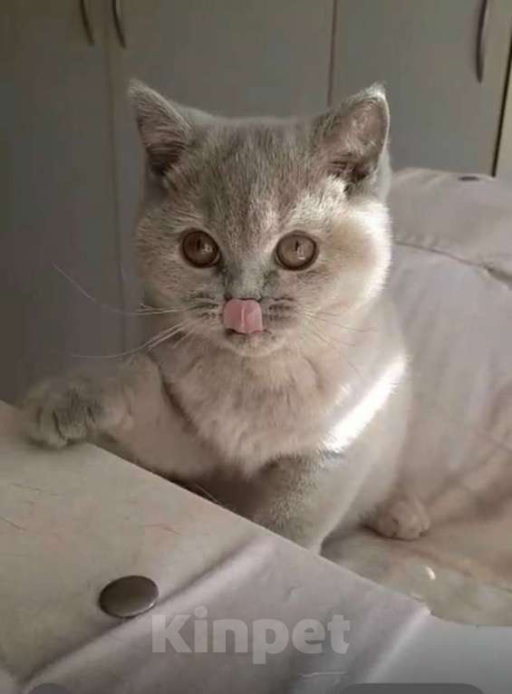 Кошки в Москве: Британский лиловый с кремом котенок Девочка, 50 000 руб. - фото 7